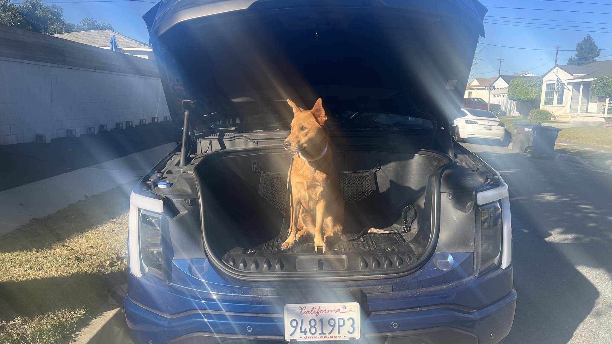 008 2022 ford f 150 lightning lariat large dog