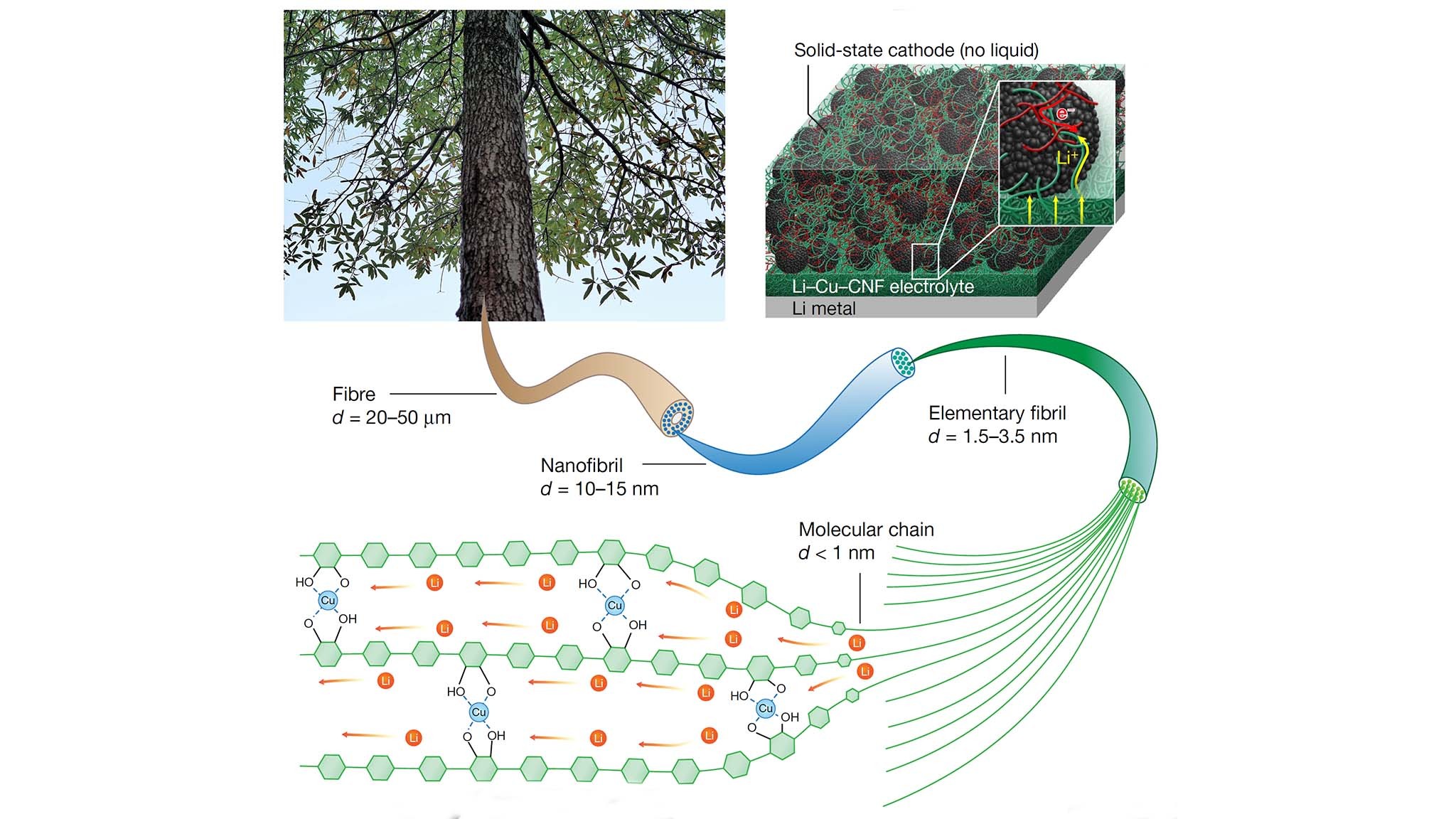 Copper Cellulose Image bnl govtodaybody pics202112iss image hr png