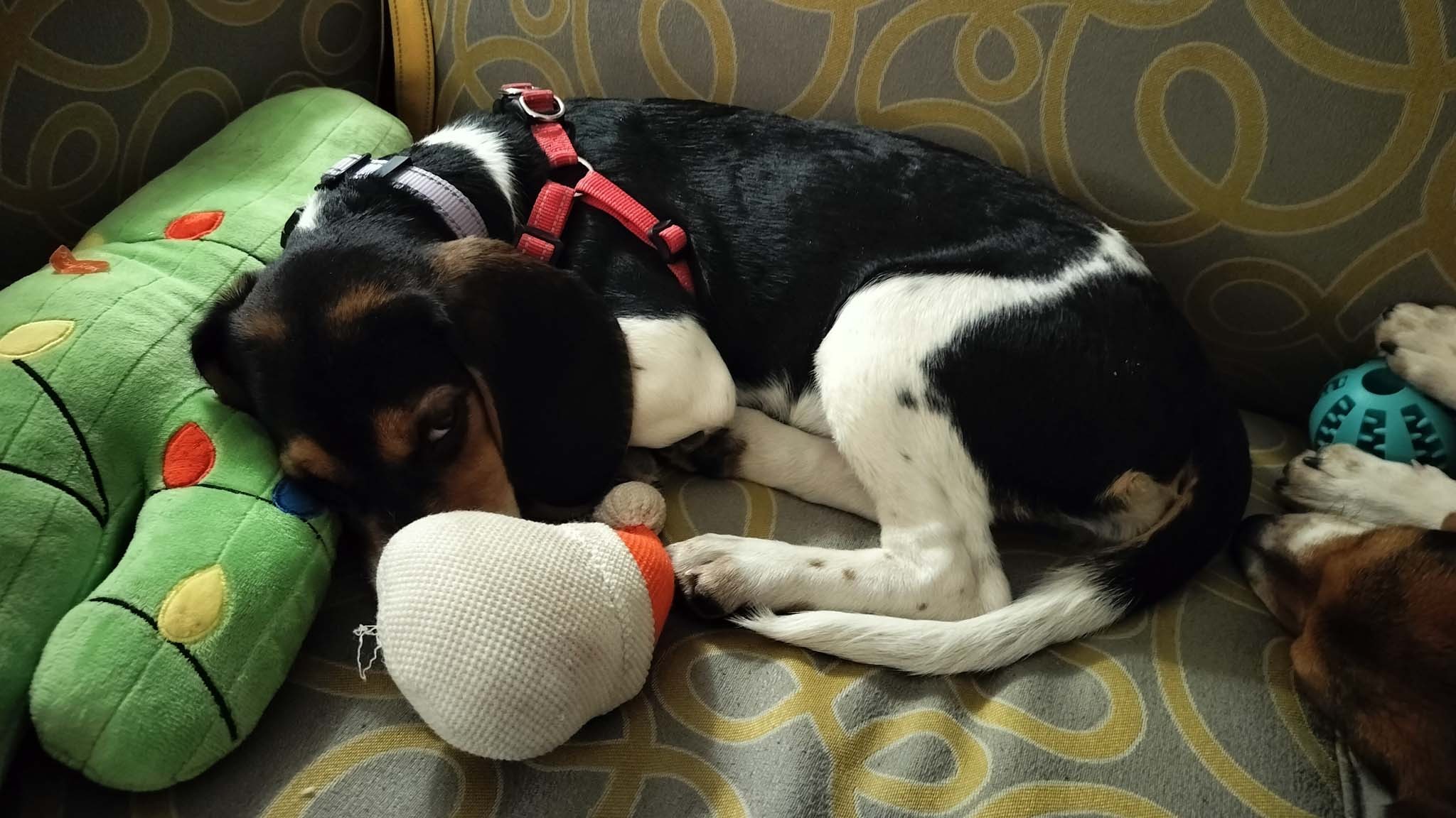 010 2024 mercedes benz sprinter 250 awd update 4mission from dog