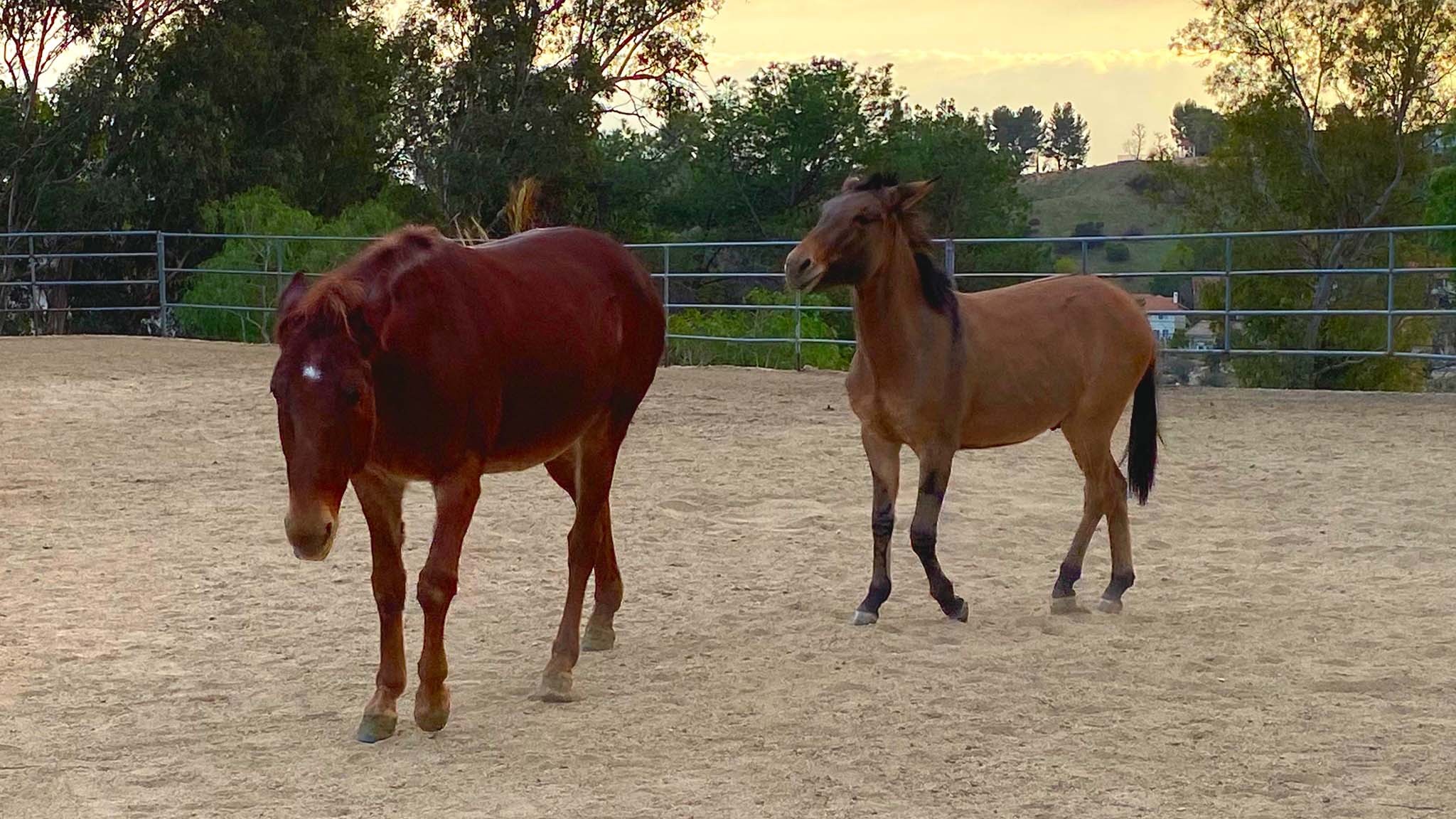2024 mercedes benz sprinter 2500 10 Ruby and Lucas