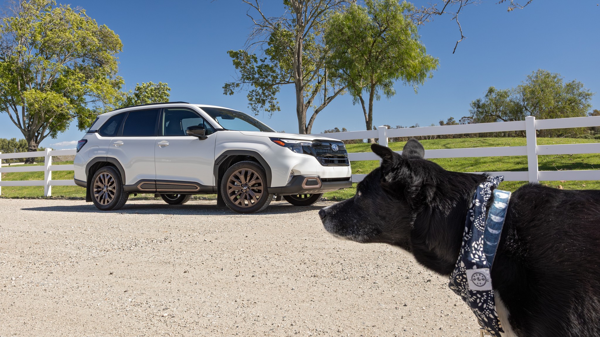 002 2025 Subaru Forester Sport Dog Accessories