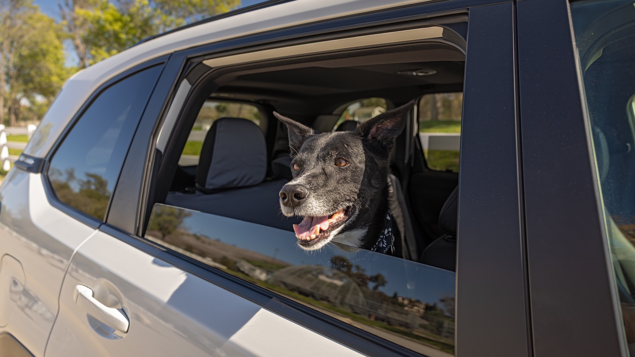 003 2025 Subaru Forester Sport Dog Accessories