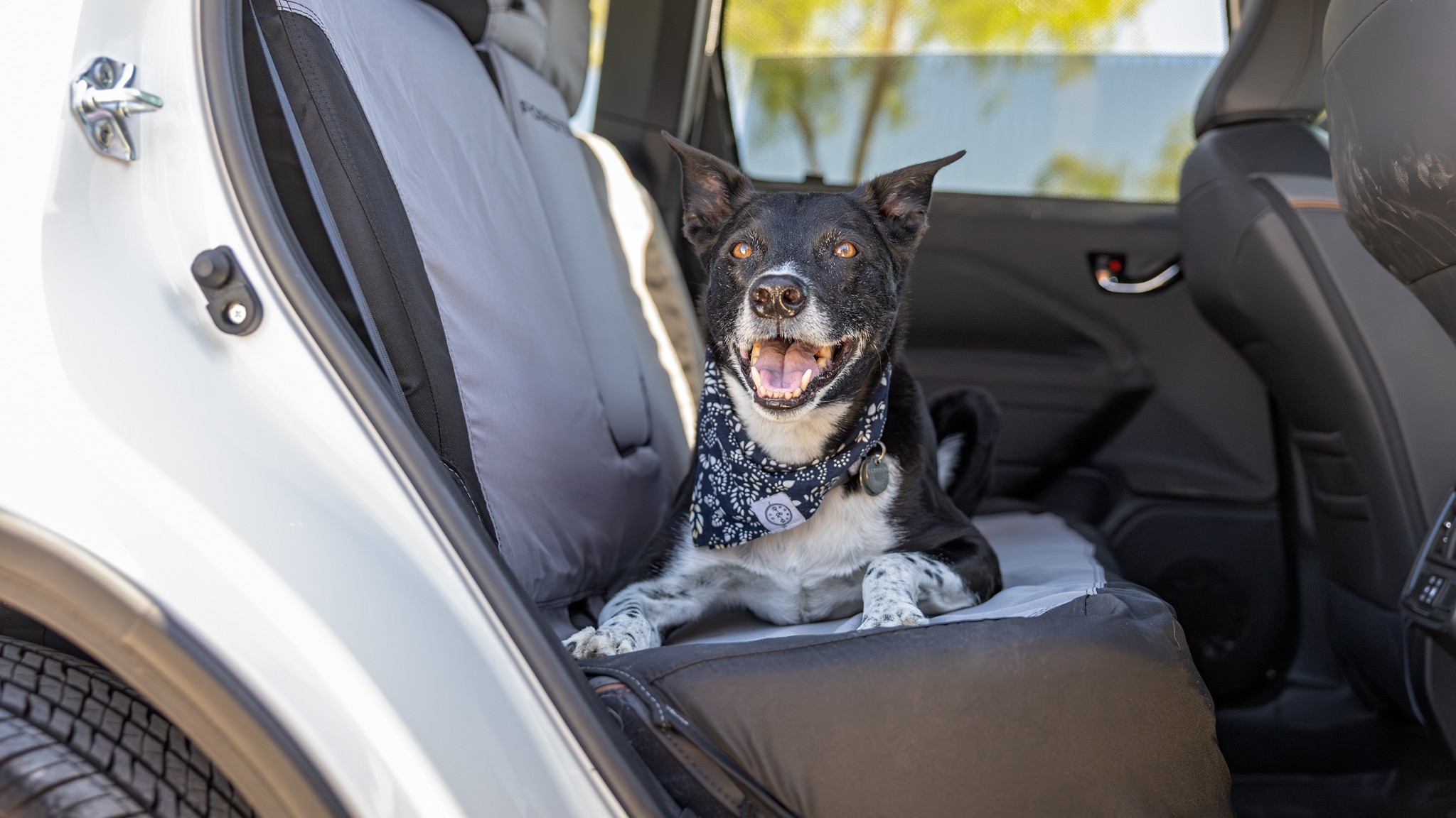 011 2025 Subaru Forester Sport Dog Accessories