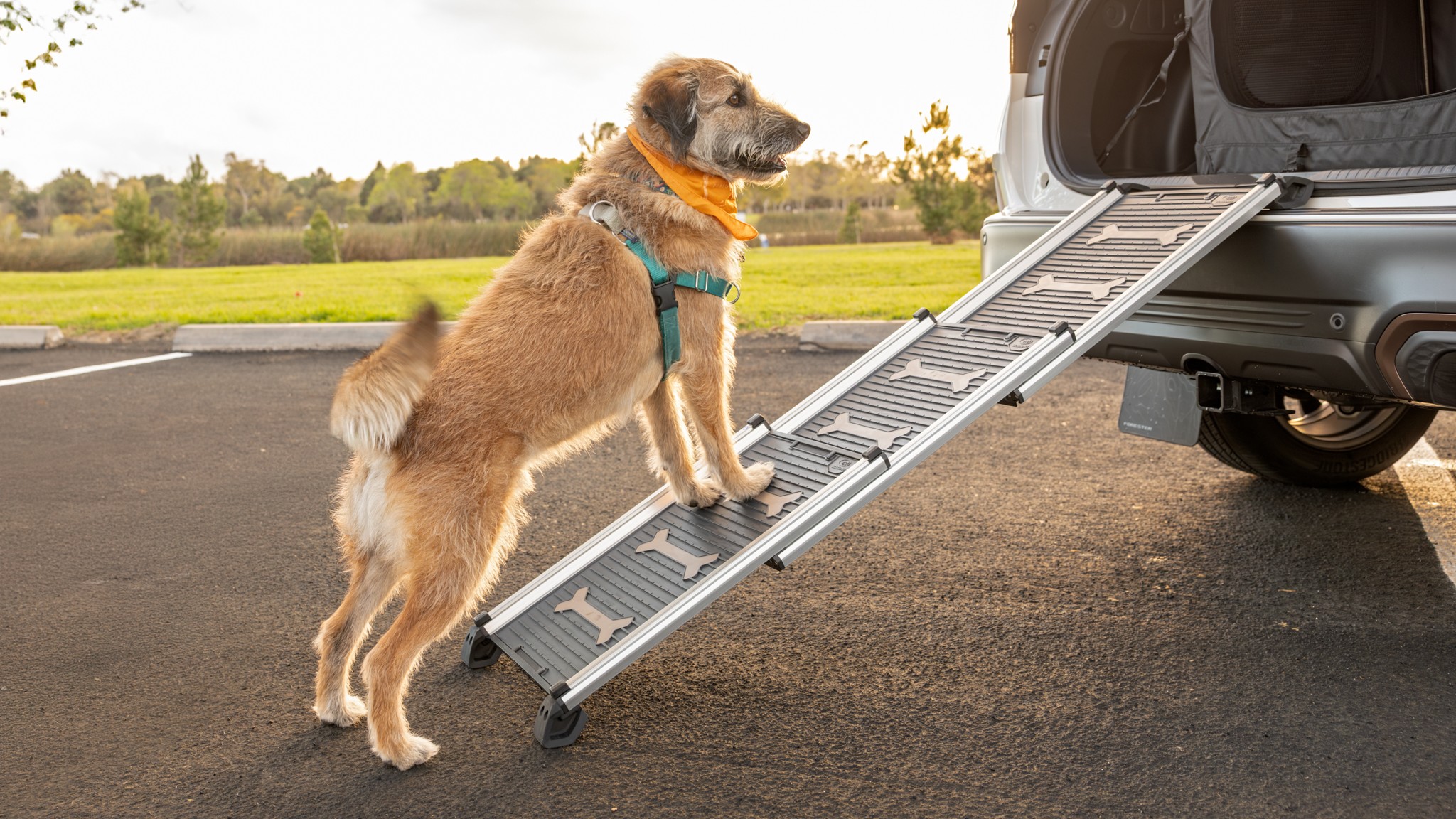 019 2025 Subaru Forester Sport Dog Accessories