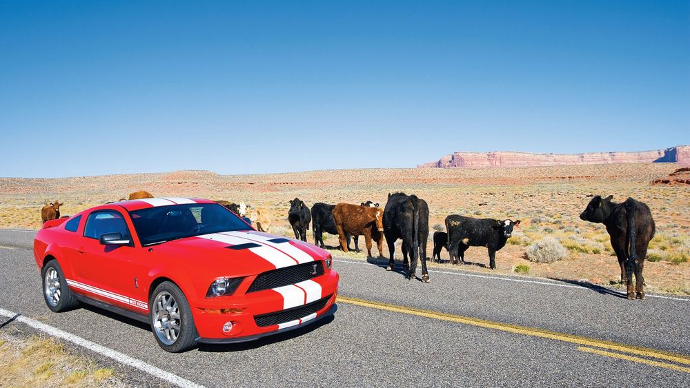 011 2007 ford shelby gt500 cows american road trip